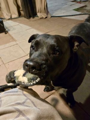 Milo Mini Legs Smiles thumbnail 6