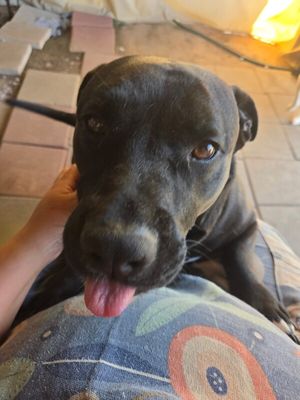 Milo Mini Legs Smiles thumbnail 9