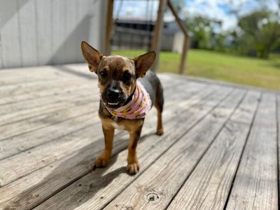 Babs Bite Sized Babe thumbnail 8