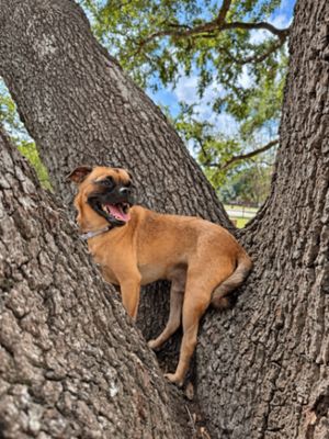Pickles Pupperoni Hollywood thumbnail 1