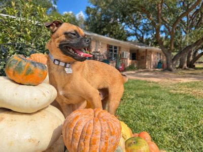 Pickles Pupperoni Hollywood thumbnail 3