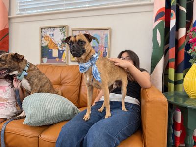 Pickles Pupperoni Hollywood thumbnail 9