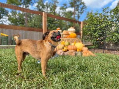 Pickles Pupperoni Hollywood thumbnail 5