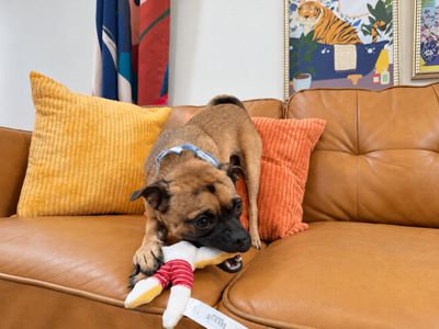 Pickles Pupperoni Hollywood thumbnail 4