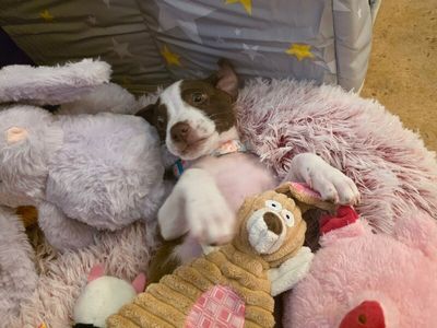 Millie Pint Sized Princess thumbnail 2