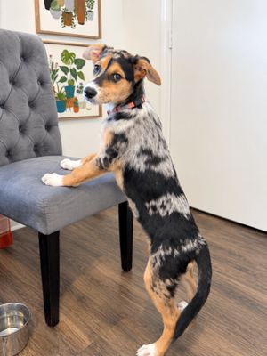 Pepper The Newest Spice Girl thumbnail 14
