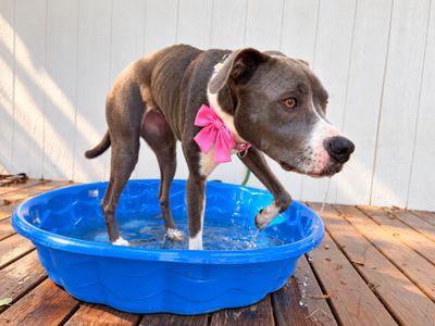 Roxy Roo Betsie Blue thumbnail 7