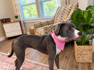 Roxy Roo Betsie Blue thumbnail 3