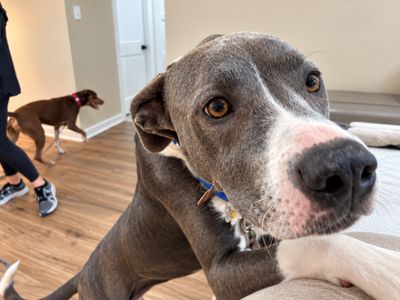 Roxy Roo Betsie Blue thumbnail 9