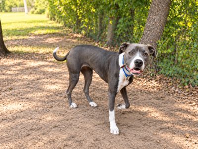 Roxy Roo Betsie Blue thumbnail 5